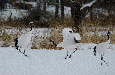 Kur dansında kırmızı taçlı turnalar Grus japonensis. Tsurui-Ito Tancho Sığınağı. Kushiro. Hokkaido. Japonya.