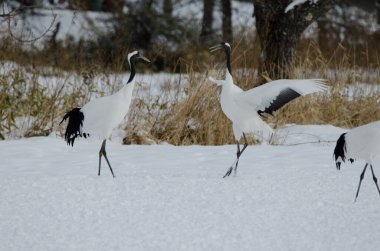 Kur dansında kırmızı taçlı turnalar Grus japonensis. Tsurui-Ito Tancho Sığınağı. Kushiro. Hokkaido. Japonya.