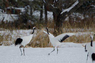 Kur dansında kırmızı taçlı turnalar Grus japonensis. Tsurui-Ito Tancho Sığınağı. Kushiro. Hokkaido. Japonya.