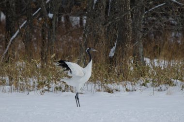 Kırmızı taçlı vinç Grus japonensis. Tsurui-Ito Tancho Sığınağı. Kushiro. Hokkaido. Japonya.