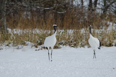 Kırmızı taçlı turnalar Grus japonensis. Tsurui-Ito Tancho Sığınağı. Kushiro. Hokkaido. Japonya.