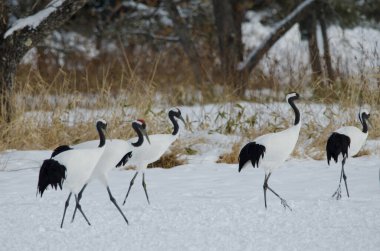 Kırmızı taçlı turnalar Grus japonensis. Tsurui-Ito Tancho Sığınağı. Kushiro. Hokkaido. Japonya.