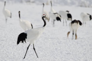 Kırmızı taçlı vinç Grus japonensis. Tsurui-Ito Tancho Sığınağı. Kushiro. Hokkaido. Japonya.