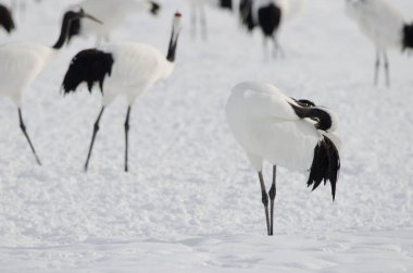 Kırmızı taçlı vinç Grus japonensis preening. Tsurui-Ito Tancho Sığınağı. Kushiro. Hokkaido. Japonya.