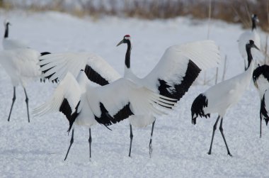 Kırmızı taçlı turnalar Grus japonensis. Tsurui-Ito Tancho Sığınağı. Kushiro. Hokkaido. Japonya.