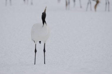 Kırmızı taçlı vinç Grus japonensis kardan su içiyor. Tsurui-Ito Tancho Sığınağı. Kushiro. Hokkaido. Japonya.