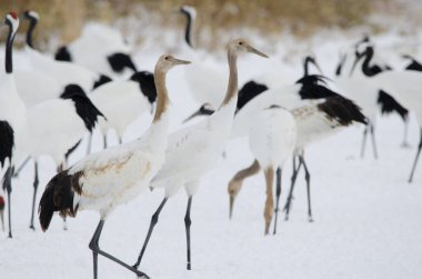 Genç, kırmızı taçlı turnalar Grus japonensis. Tsurui-Ito Tancho Sığınağı. Kushiro. Hokkaido. Japonya.