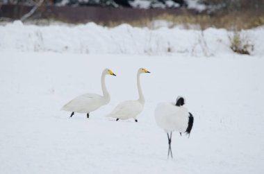 Whooper kuğuları Cygnus cygnus. Tsurui-Ito Tancho Sığınağı. Kushiro. Hokkaido. Japonya.