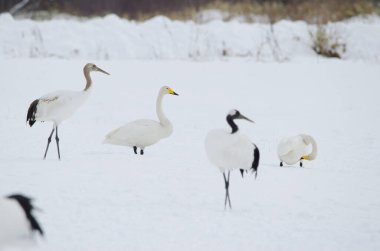 Cygnus cygnus ve kırmızı taçlı turnalar Grus japonensis. Tsurui-Ito Tancho Sığınağı. Kushiro. Hokkaido. Japonya.