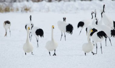 Whooper kuğuları Cygnus cygnus. Tsurui-Ito Tancho Sığınağı. Kushiro. Hokkaido. Japonya.