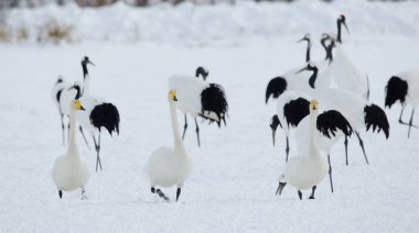 Whooper kuğuları Cygnus cygnus. Tsurui-Ito Tancho Sığınağı. Kushiro. Hokkaido. Japonya.