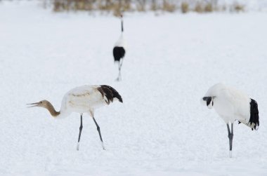 Kırmızı taçlı turnalar Grus japonensis. Yetişkinler sağda ve solda genç görünüyor. Tsurui-Ito Tancho Sığınağı. Kushiro. Hokkaido. Japonya.