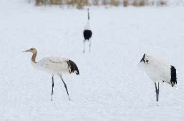 Kırmızı taçlı turnalar Grus japonensis. Yetişkinler sağda ve solda genç görünüyor. Tsurui-Ito Tancho Sığınağı. Kushiro. Hokkaido. Japonya.
