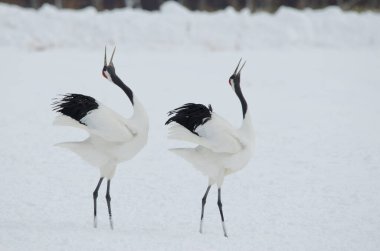 Kur dansında bir çift kırmızı taçlı vinç Grus japonensis. Tsurui-Ito Tancho Sığınağı. Kushiro. Hokkaido. Japonya.