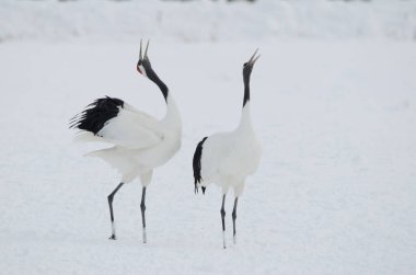 Kur dansında bir çift kırmızı taçlı vinç Grus japonensis. Tsurui-Ito Tancho Sığınağı. Kushiro. Hokkaido. Japonya.