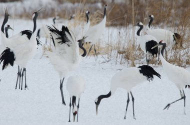 Kırmızı taçlı turnalar Grus japonensis. Tsurui-Ito Tancho Sığınağı. Kushiro. Hokkaido. Japonya.
