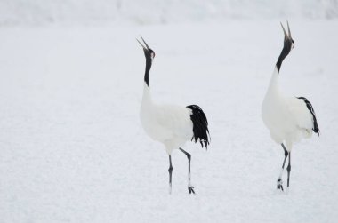 Kur dansında bir çift kırmızı taçlı vinç Grus japonensis. Tsurui-Ito Tancho Sığınağı. Kushiro. Hokkaido. Japonya.