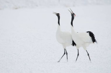 Kur dansında bir çift kırmızı taçlı vinç Grus japonensis. Tsurui-Ito Tancho Sığınağı. Kushiro. Hokkaido. Japonya.