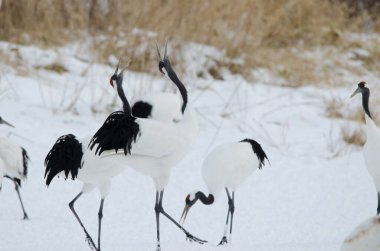 Kırmızı taçlı turnalar Grus japonensis kornası çalıyor. Tsurui-Ito Tancho Sığınağı. Kushiro. Hokkaido. Japonya.