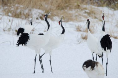 Kırmızı taçlı turnalar Grus japonensis. Tsurui-Ito Tancho Sığınağı. Kushiro. Hokkaido. Japonya.