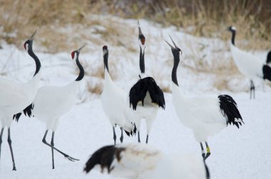 Kırmızı taçlı turnalar Grus japonensis kornası çalıyor. Tsurui-Ito Tancho Sığınağı. Kushiro. Hokkaido. Japonya.