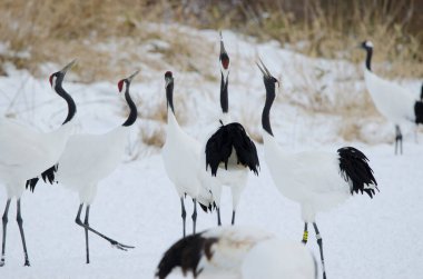 Kırmızı taçlı turnalar Grus japonensis kornası çalıyor. Tsurui-Ito Tancho Sığınağı. Kushiro. Hokkaido. Japonya.
