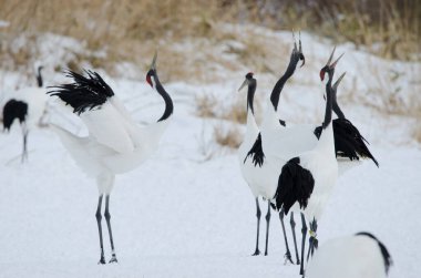 Kırmızı taçlı turnalar Grus japonensis kornası çalıyor. Tsurui-Ito Tancho Sığınağı. Kushiro. Hokkaido. Japonya.