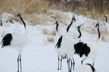 Kırmızı taçlı turnalar Grus japonensis kornası çalıyor. Tsurui-Ito Tancho Sığınağı. Kushiro. Hokkaido. Japonya.