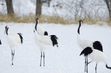 Kırmızı taçlı turnalar Grus japonensis kornası çalıyor. Tsurui-Ito Tancho Sığınağı. Kushiro. Hokkaido. Japonya.