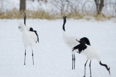 Kırmızı taçlı turnalar Grus japonensis kornası çalıyor. Tsurui-Ito Tancho Sığınağı. Kushiro. Hokkaido. Japonya.