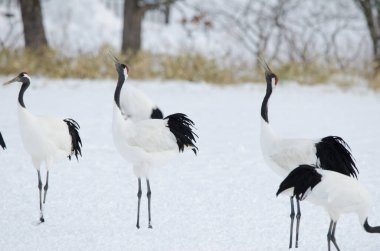 Kırmızı taçlı turnalar Grus japonensis kornası çalıyor. Tsurui-Ito Tancho Sığınağı. Kushiro. Hokkaido. Japonya.
