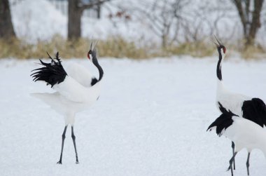 Kur dansında kırmızı taçlı turnalar Grus japonensis. Tsurui-Ito Tancho Sığınağı. Kushiro. Hokkaido. Japonya.