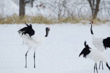 Flört dansında kırmızı taçlı vinç Grus japonensis. Tsurui-Ito Tancho Sığınağı. Kushiro. Hokkaido. Japonya.