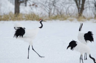 Kırmızı taçlı turnalar Grus japonensis. Tsurui-Ito Tancho Sığınağı. Kushiro. Hokkaido. Japonya.