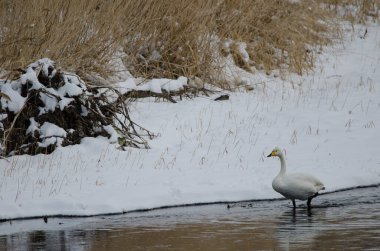 Whooper swan Cygnus cygnus. Setsurigawa Nehri. Kushiro. Hokkaido. Japonya.