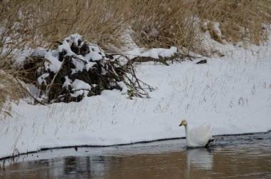 Whooper swan Cygnus cygnus. Setsurigawa Nehri. Kushiro. Hokkaido. Japonya.