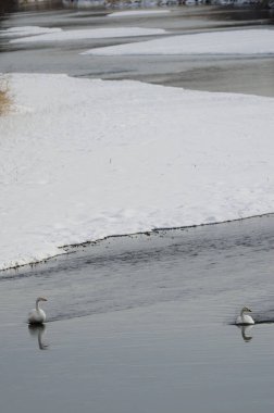 Setsurigawa Nehri 'nde Cygnus cygnus kuğuları. Kushiro. Hokkaido. Japonya.