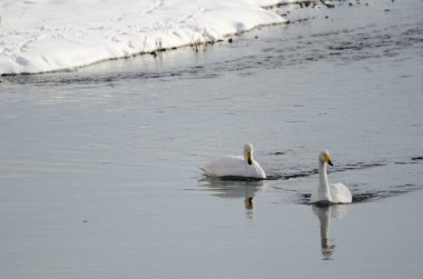 Whooper kuğuları Cygnus cygnus. Setsurigawa Nehri. Kushiro. Hokkaido. Japonya.