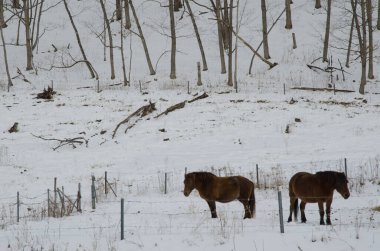 Karlı bir arazide Dosanko atları. Tsurui Dosanko Çiftliği. Kushiro. Hokkaido. Japonya.