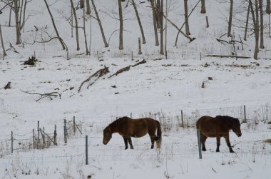 Karlı bir arazide Dosanko atları. Tsurui Dosanko Çiftliği. Kushiro. Hokkaido. Japonya.