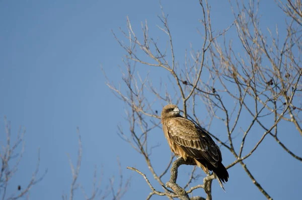Siyah kulaklı uçurtma Milvus migrans lineatus. Kushiro Japon Turna Koruma Alanı. Hokkaido. Japonya.