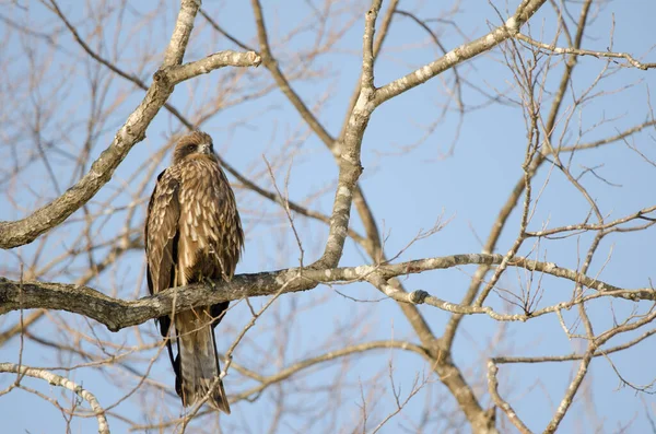 Siyah kulaklı uçurtma Milvus migrans lineatus. Kushiro Japon Turna Koruma Alanı. Hokkaido. Japonya.
