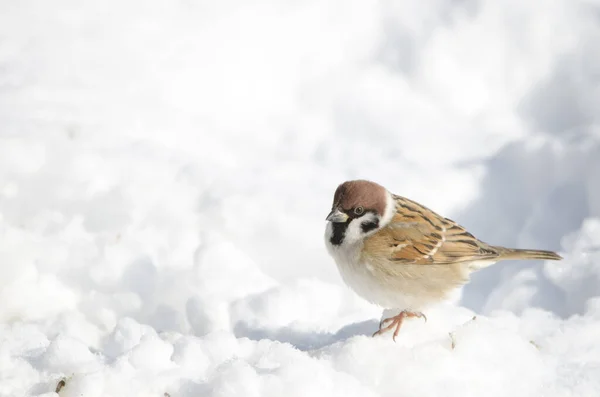 Eurasian Tree Sparrow Passer Montanus Saturatus Snowy Ground Japonská Rezerva — Stock fotografie