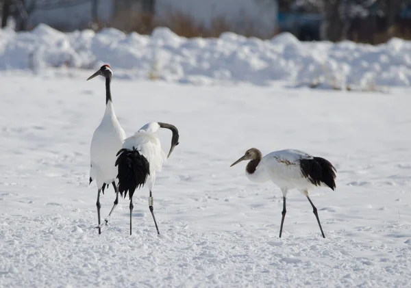 Kırmızı taçlı turnalar Grus japonensis ve sağında bir yavru var. Tsurui-Ito Tancho Sığınağı. Kushiro. Hokkaido. Japonya.
