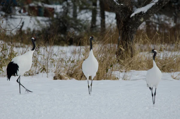 Kırmızı taçlı turnalar Grus japonensis. Tsurui-Ito Tancho Sığınağı. Kushiro. Hokkaido. Japonya.