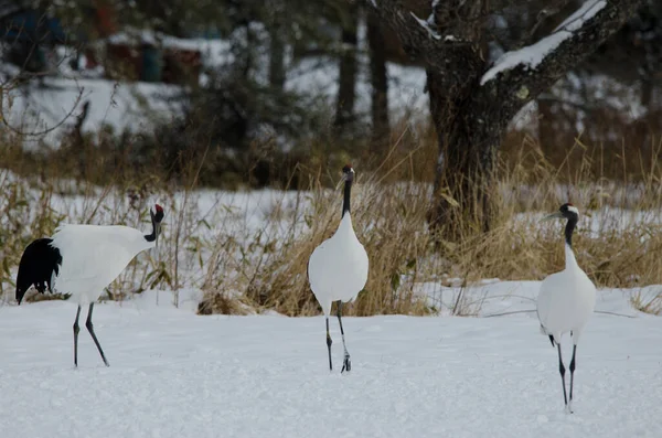 Kırmızı taçlı turnalar Grus japonensis. Tsurui-Ito Tancho Sığınağı. Kushiro. Hokkaido. Japonya.