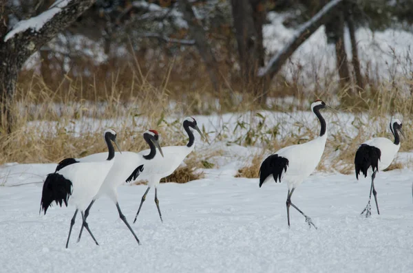 Kırmızı taçlı turnalar Grus japonensis. Tsurui-Ito Tancho Sığınağı. Kushiro. Hokkaido. Japonya.