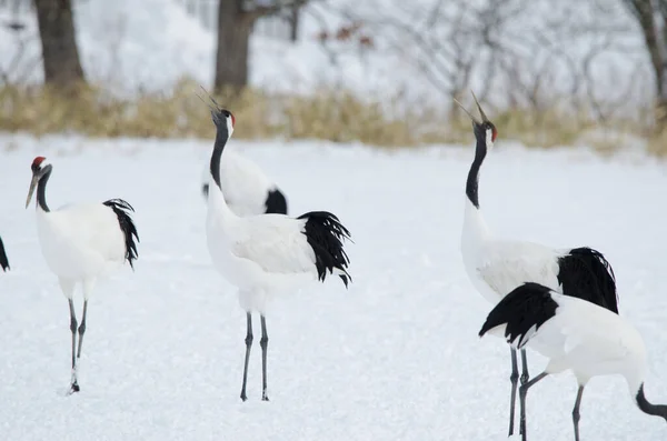 Red Crowned Cranes Grus Japonensis Honking Tsurui Ito Tancho Sanctuary — Stock Photo, Image