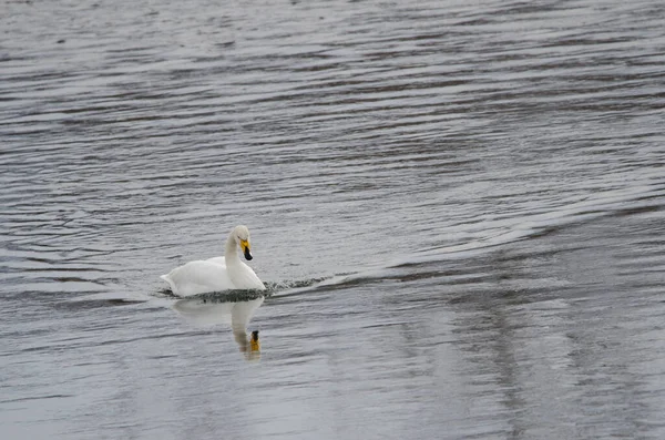 Whooper Swan Cygnus cygnus yüzüyor. Setsurigawa Nehri. Kushiro. Hokkaido. Japonya.