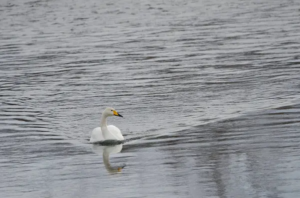 Whooper Cisne Cygnus Cygnus Nadando Río Setsurigawa Kushiro Hokkaido Japón — Foto de Stock